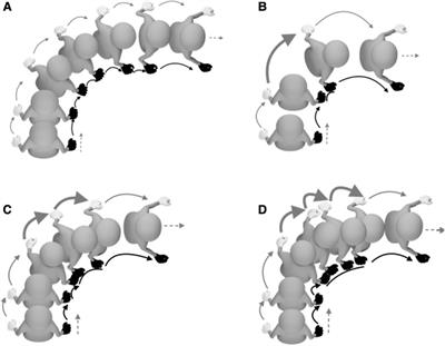 Biomechanics of wheelchair turning manoeuvres: novel insights into wheelchair propulsion